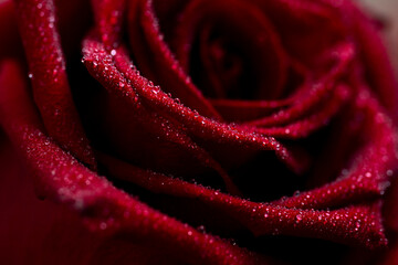 close-up of a beautiful red rose, petals and the surface of a flower with dew drops of water, a...