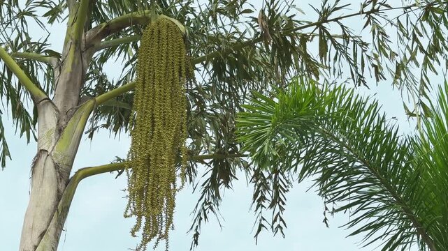 closeup of caryota urens palm tree with it's flowers which are arranged in large, pendent (hanging downwards) clusters along the spadix.