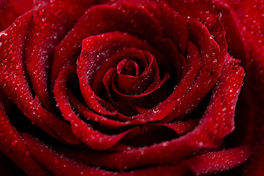 close-up of a beautiful red rose, petals and the surface of a flower with dew drops of water, a symbol of love and relationships, high resolution