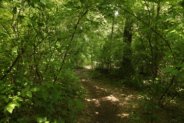 Obraz premium beautiful, forest, garden, green, landscape, nature, outdoor, summer, park, 