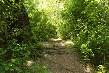 Obraz premium beautiful, forest, garden, green, landscape, nature, outdoor, summer, park, 