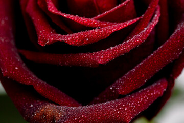 close-up of a beautiful red rose, petals and the surface of a flower with dew drops of water, a...