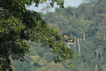 Great Hornbilin flight bird watching in the forest