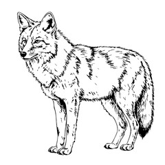 Vintage sketch of a coyote standing in a natural pose  