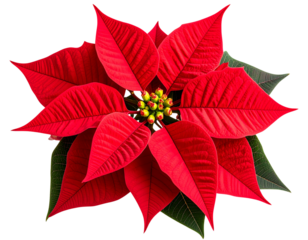 Bright red poinsettia flower with detailed petals and green leaves isolated on transparent background PNG (2)