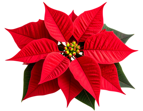 Bright red poinsettia flower with detailed petals and green leaves isolated on transparent background PNG (2)