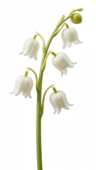 Obraz premium Delicate white flowers with bell shaped blooms, showcasing natural beauty and elegance. Perfect for floral arrangements and nature photography