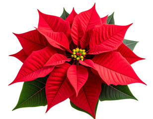 Bright red poinsettia flower with detailed petals and green leaves isolated on transparent background PNG