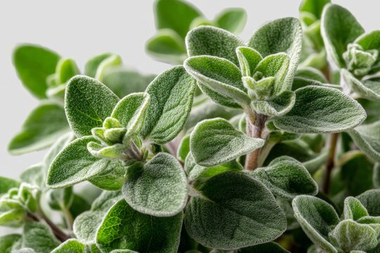 Fresh oregano plant with vibrant green leaves showcased on a clean surface
