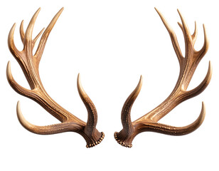 Realistic reindeer antlers with natural texture and curved tines isolated on transparent background PNG