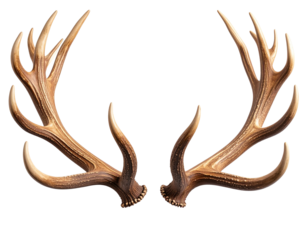 Realistic reindeer antlers with natural texture and curved tines isolated on transparent background PNG