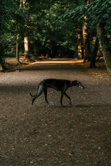 grey dog in the park, path in the woods with sunset warm light