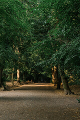 path in the woods, sunset warm light