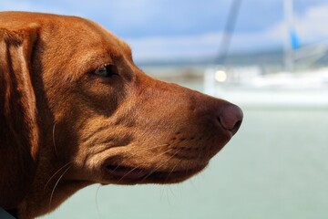 Vizsla on the shore of Lake Balaton