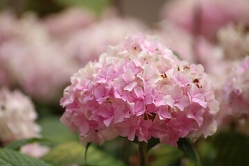 Pink hydrangea