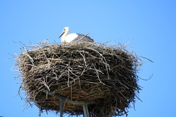 Stork in the nest in Zala county, Hungary