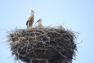 Stork family in their nest