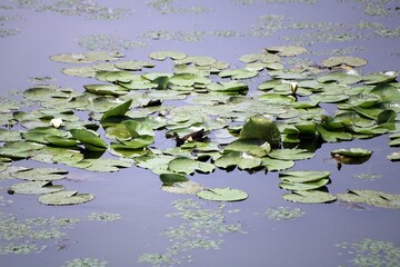 Water lily leaves with a bittern on them, Kis-Balaton, Hungary