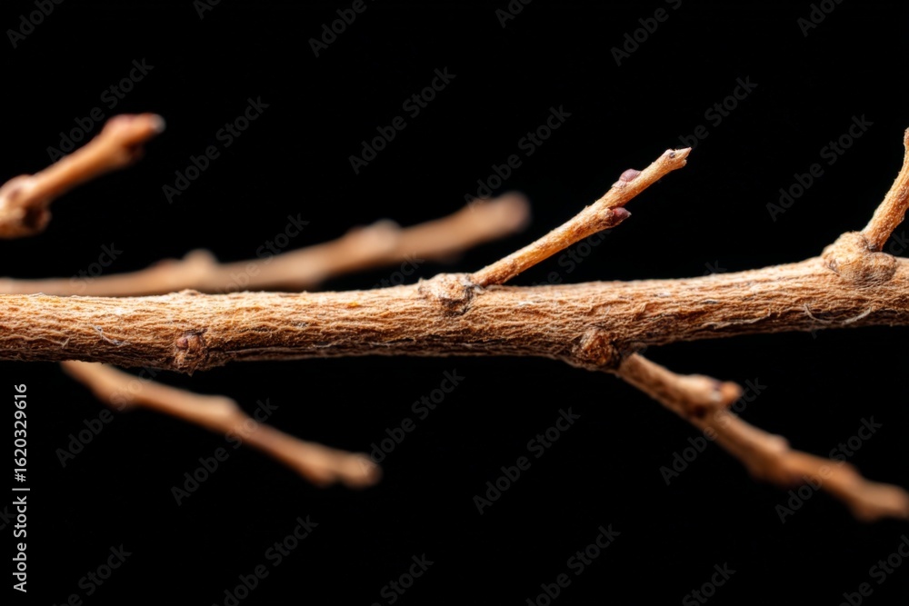 Poster close-up view of a dry vine branch showcasing intricate natural textures and patterns under soft lig