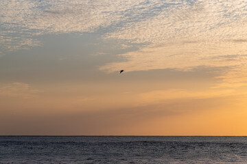 seagull flying on the sea during sunset