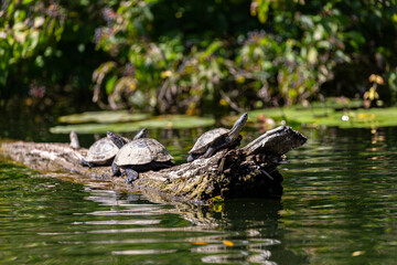 Turtle on fallen tree in Veleka river