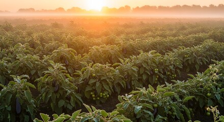 Eggplant Field at Sunrise Purple and Green Plants in Golden Morning Light