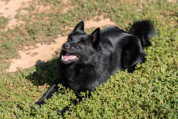 black schipperke dog lying on lawn with green grass in sunny summer day, dogwalking concept