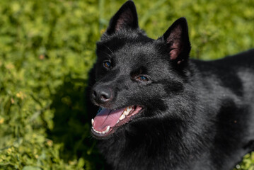 black schipperke dog sitting on lawn with green grass in sunny summer day, dogwalking concept