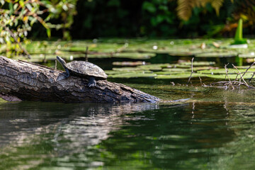 Turtle on fallen tree in Veleka river