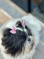 portrait of a dog