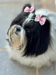 portrait of a small dog