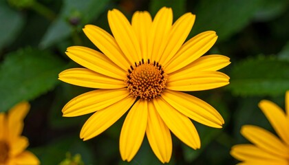 Vibrant yellow flower in full bloom capturing the essence of summer's beauty