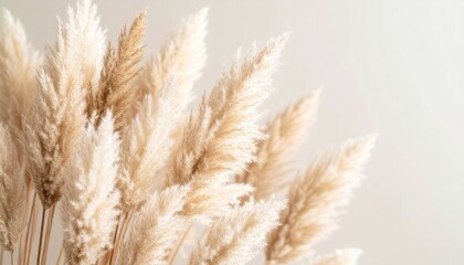 Beige Pampas Grass Arrangement Against Neutral Background