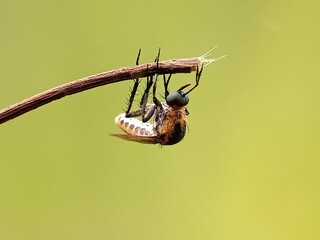 Inverted Toxophora Insect on a Branch in Nature