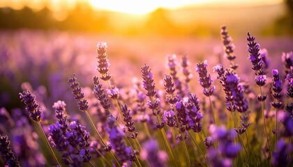 Lavender Field At Sunset
