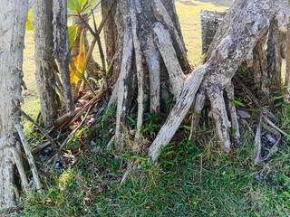 Creeping banyan tree roots in the beach. Entanglement of tree trunks and branches.