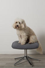Porträt eines Maltipoo Rüden