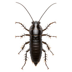 Detailed Close-Up of a Cockroach on a White Background, isolated on transparent background.