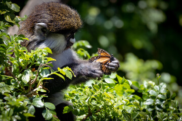 Monkey eating a butterfly