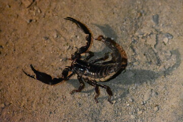 Heterometrus or Asian Forest Scorpion. It is a genus of scorpions belonging to the family Scorpionidae. This is a predominantly nocturnal and hide in burrows, below logs, and in leaf litter.
