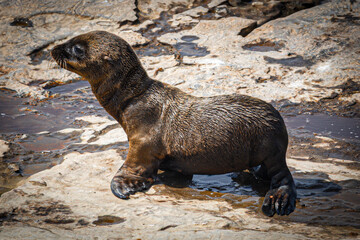 Fototapeta premium Sea Lion Pup
