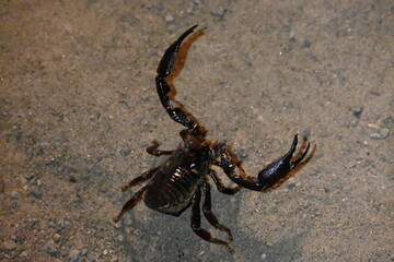 Heterometrus or Asian Forest Scorpion. It is a genus of scorpions belonging to the family Scorpionidae. This is a predominantly nocturnal and hide in burrows, below logs, and in leaf litter.
