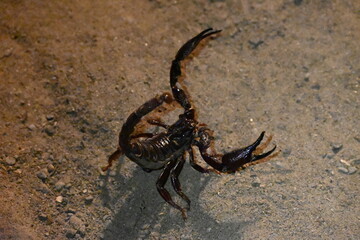 Heterometrus or Asian Forest Scorpion. It is a genus of scorpions belonging to the family Scorpionidae. This is a predominantly nocturnal and hide in burrows, below logs, and in leaf litter.
