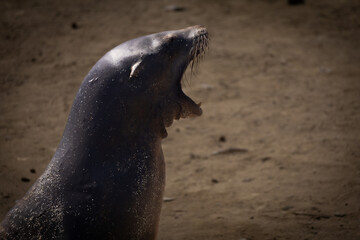 Fototapeta premium sea lion on the beach