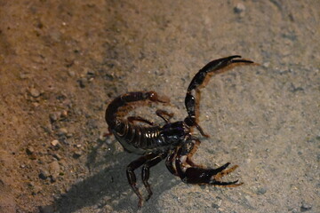 Heterometrus or Asian Forest Scorpion. It is a genus of scorpions belonging to the family Scorpionidae. This is a predominantly nocturnal and hide in burrows, below logs, and in leaf litter.
