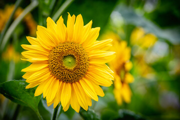 Obraz premium Summer sunflowers in full bloom in the Netherlands