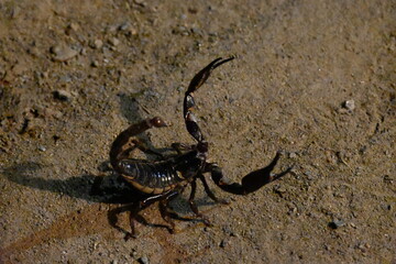 Heterometrus or Asian Forest Scorpion. It is a genus of scorpions belonging to the family Scorpionidae. This is a predominantly nocturnal and hide in burrows, below logs, and in leaf litter.
