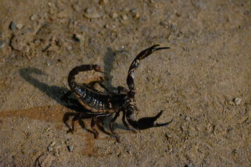 Heterometrus or Asian Forest Scorpion. It is a genus of scorpions belonging to the family Scorpionidae. This is a predominantly nocturnal and hide in burrows, below logs, and in leaf litter.
