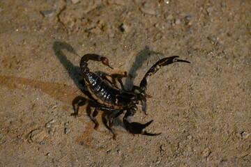 Heterometrus or Asian Forest Scorpion. It is a genus of scorpions belonging to the family Scorpionidae. This is a predominantly nocturnal and hide in burrows, below logs, and in leaf litter.
