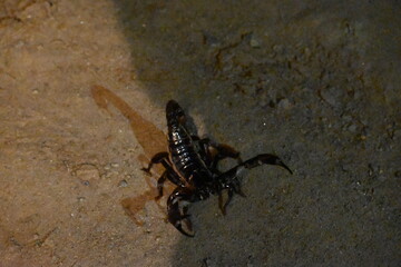 Heterometrus or Asian Forest Scorpion. It is a genus of scorpions belonging to the family Scorpionidae. This is a predominantly nocturnal and hide in burrows, below logs, and in leaf litter.
